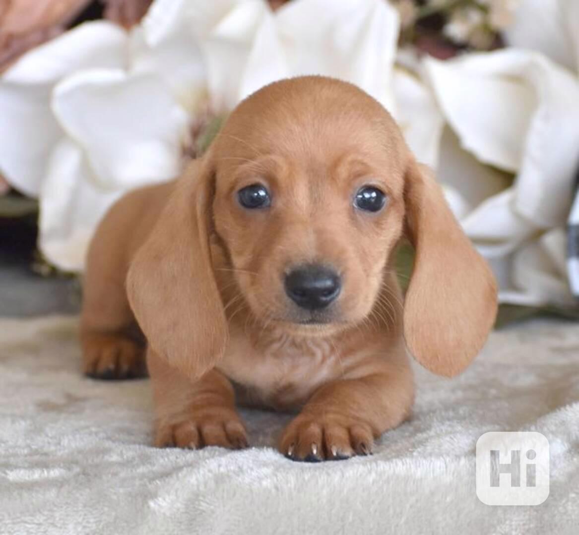 Jezevčík hladkosrstý trpasličí bez PP - foto 1