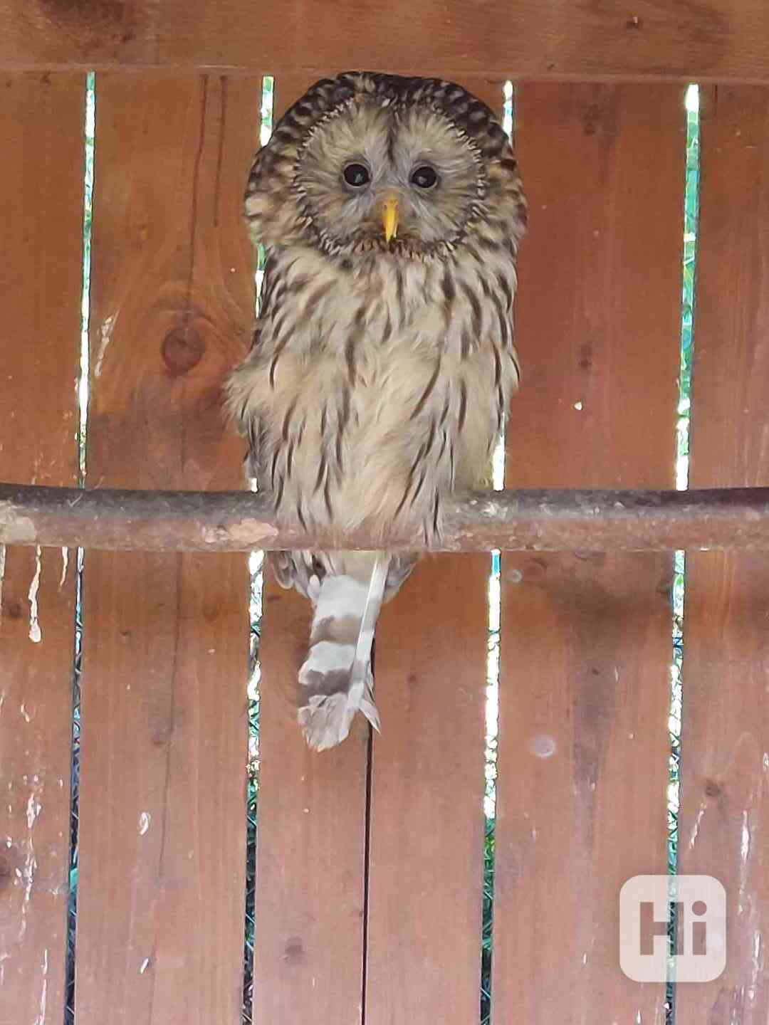 Puštík bělavý (Strix uralensis) - foto 1