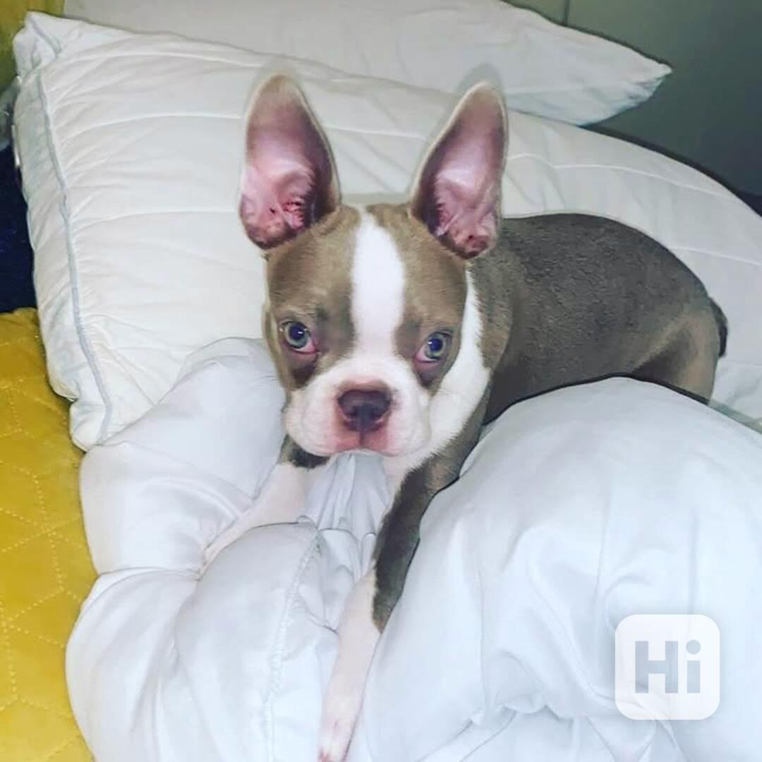 Krásné štěně bostonského teriéra hledá milující domov - foto 1