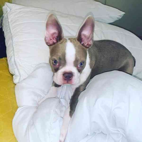 Krásné štěně bostonského teriéra hledá milující domov