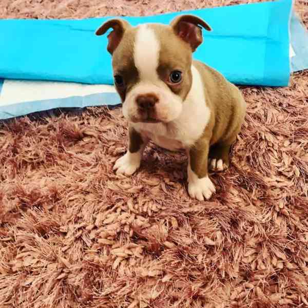 Krásné štěně bostonského teriéra hledá milující domov - foto 3