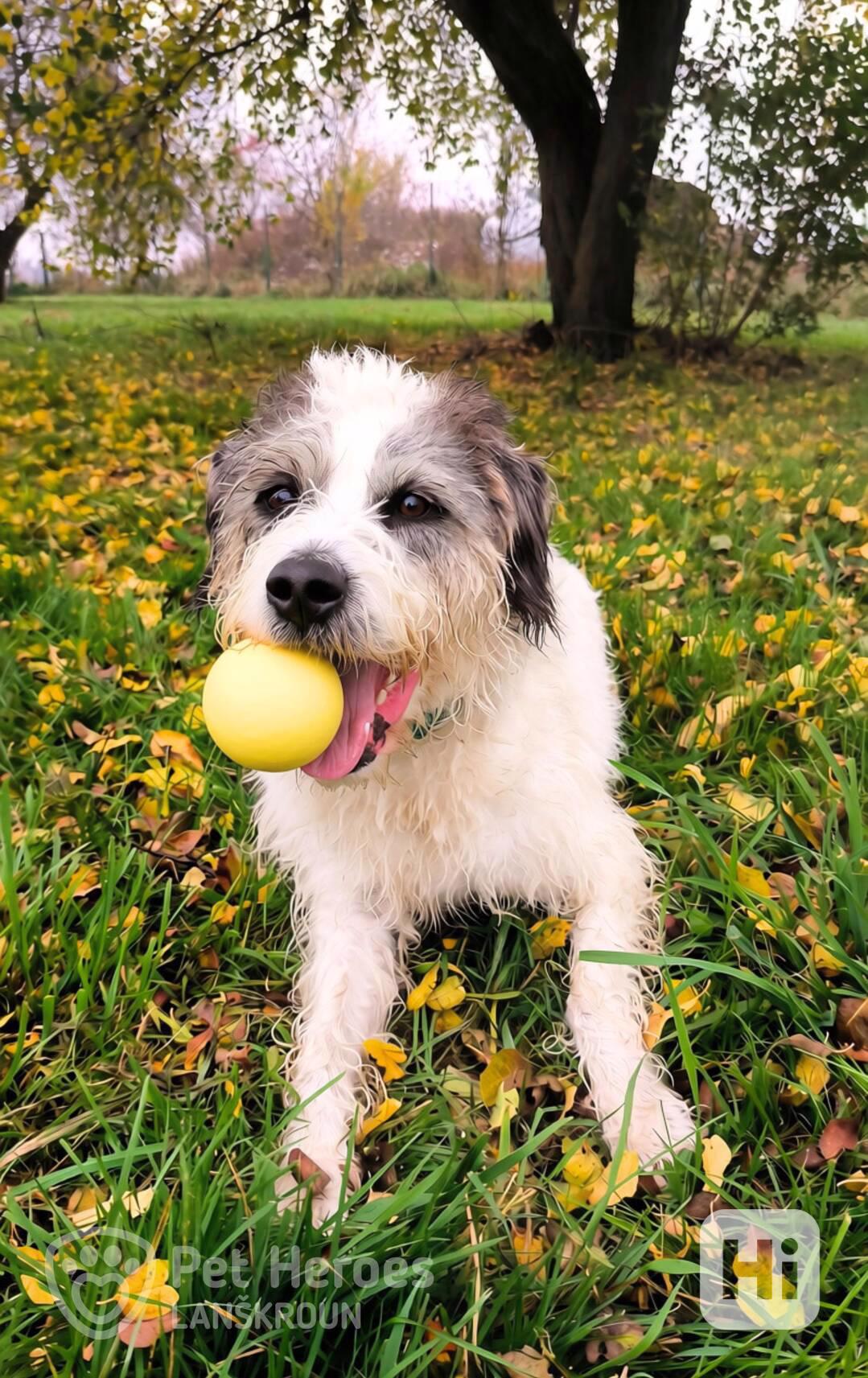 Apollo – načechraný vodní pes (kudrnatý španěl) - foto 1