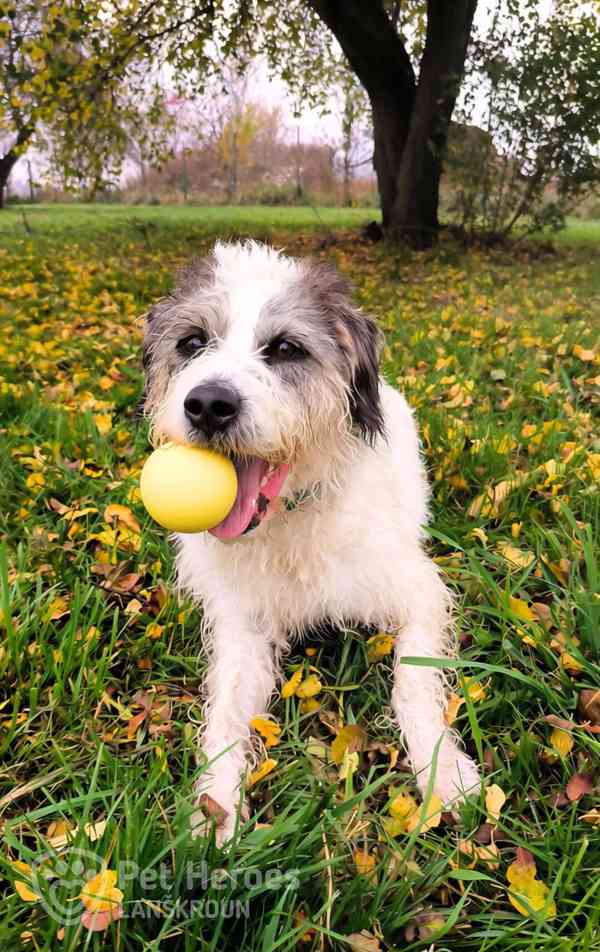 Apollo – načechraný vodní pes (kudrnatý španěl) - foto 1