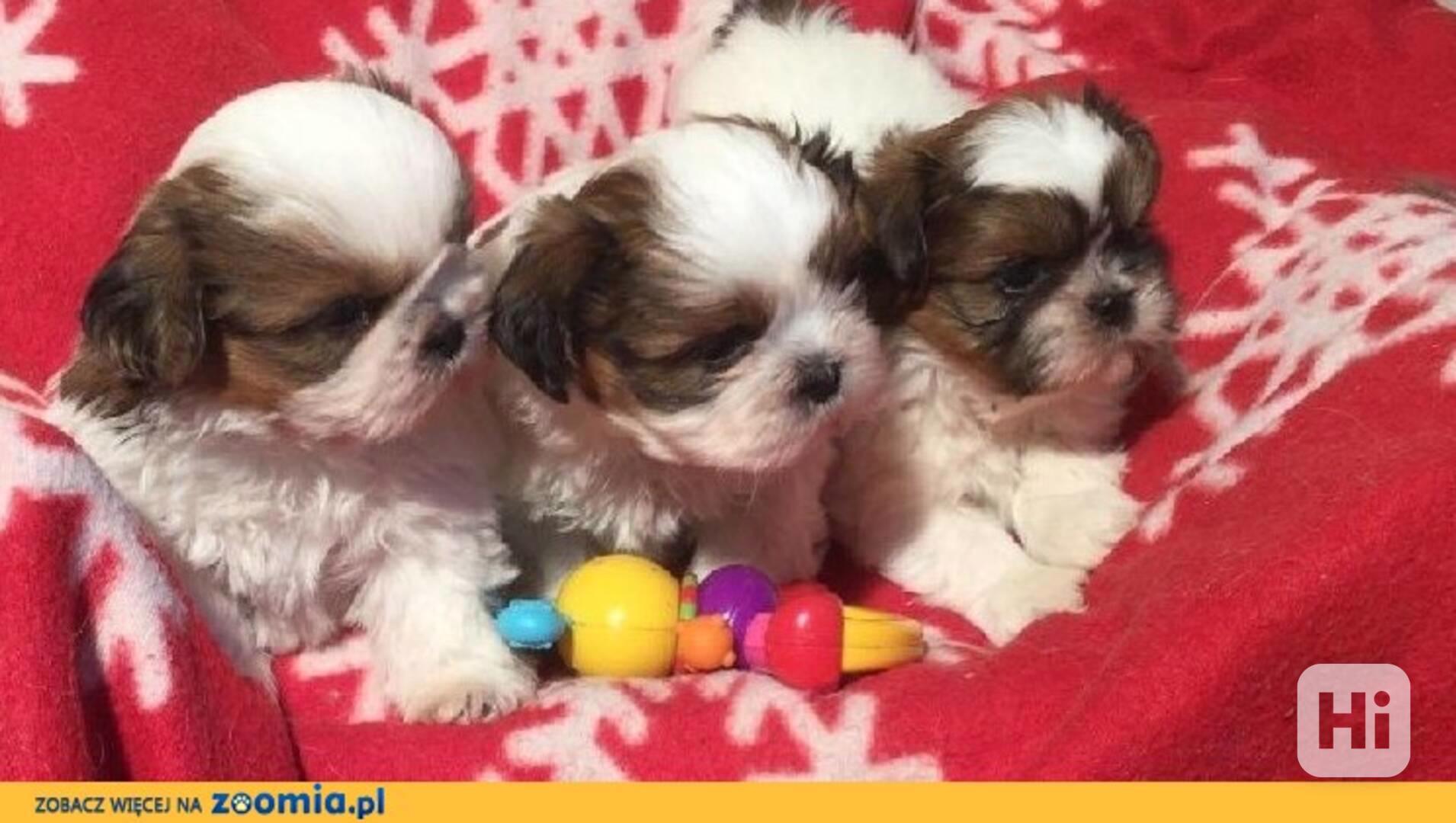 SHIH TZU Tricolor !!! / / - foto 1