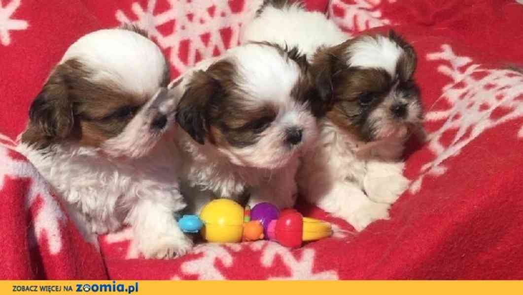 SHIH TZU Tricolor !!! / / - foto 1