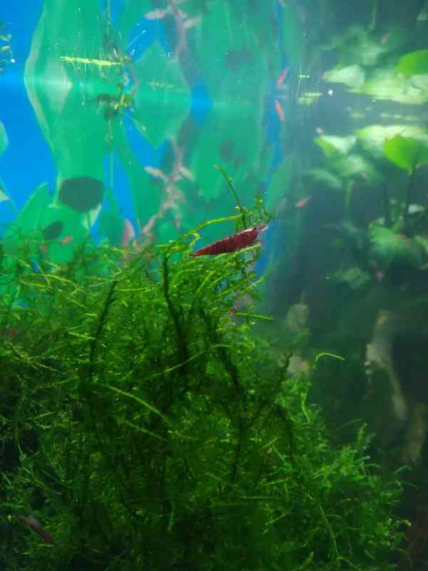 Krevetky červené rodu neocaridina  - foto 3