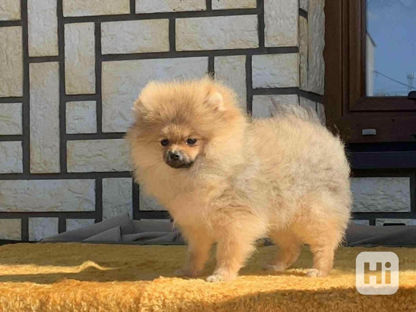 POmeranian - foto 1