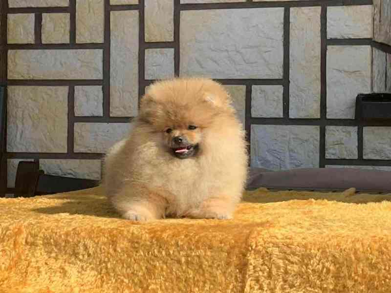 POmeranian - foto 2