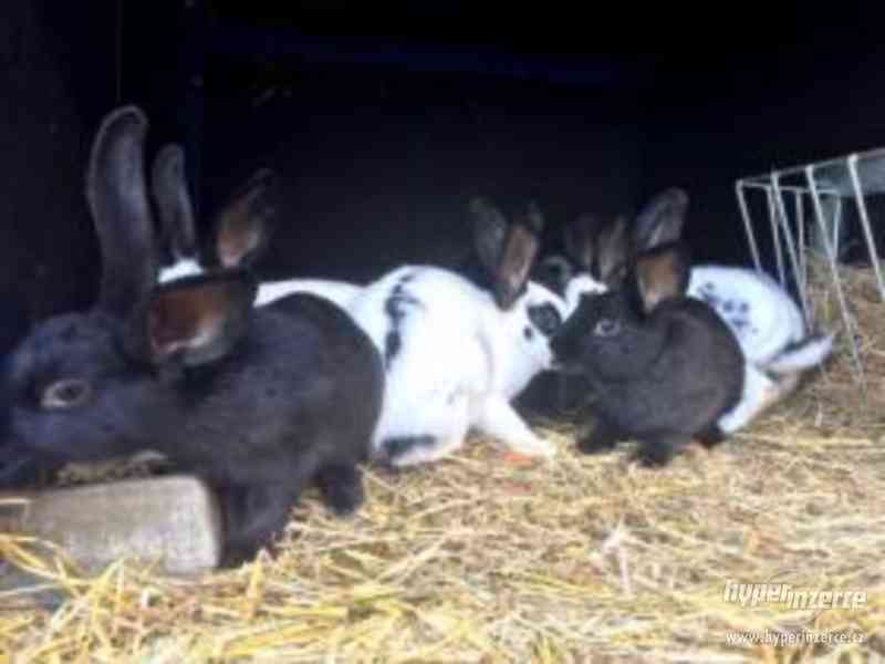 Prodej králíků - foto 3