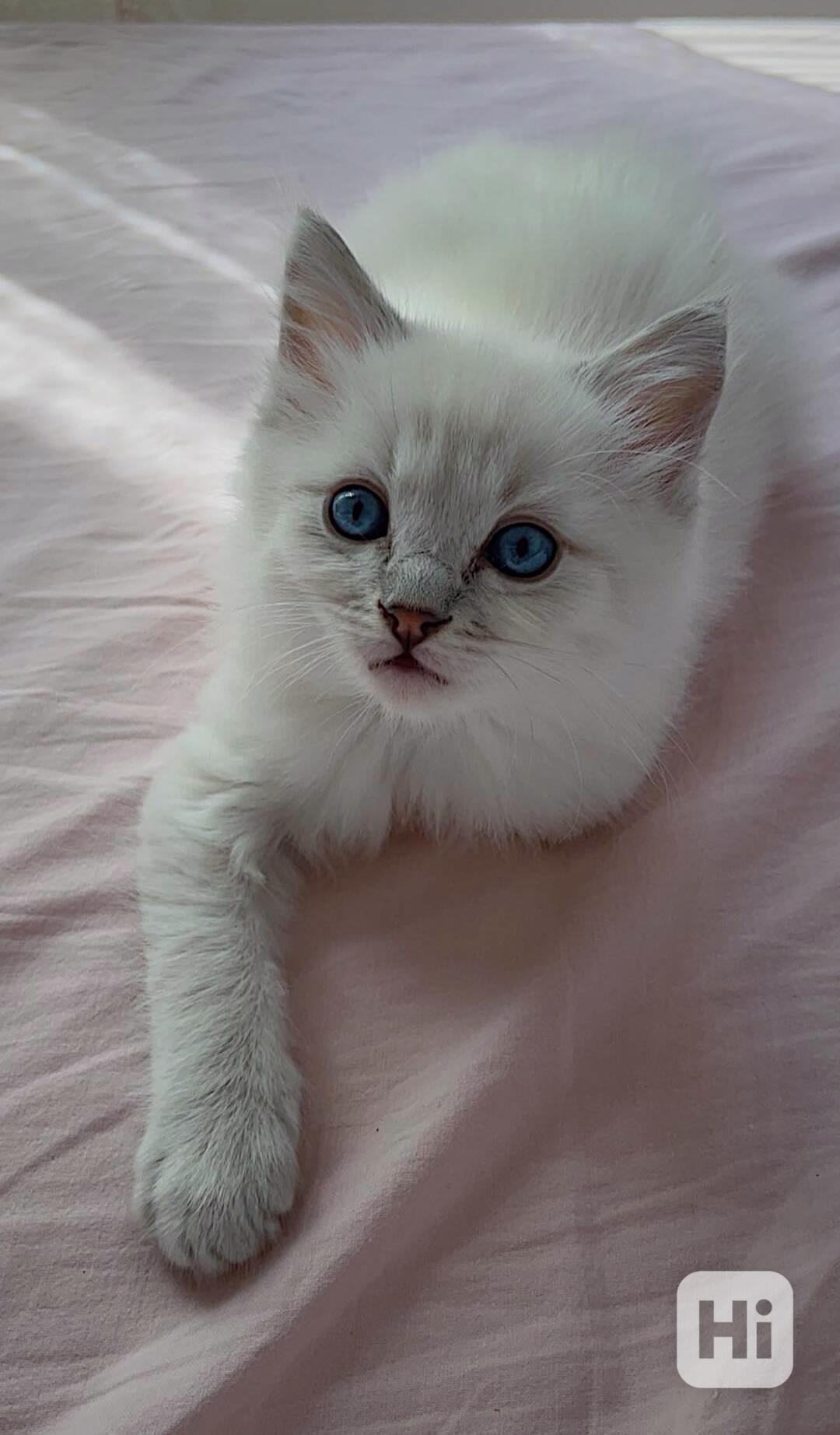 Kocourek plemene RAGDOLL s PP - foto 1