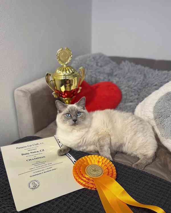 Kocourek plemene RAGDOLL s PP - foto 7