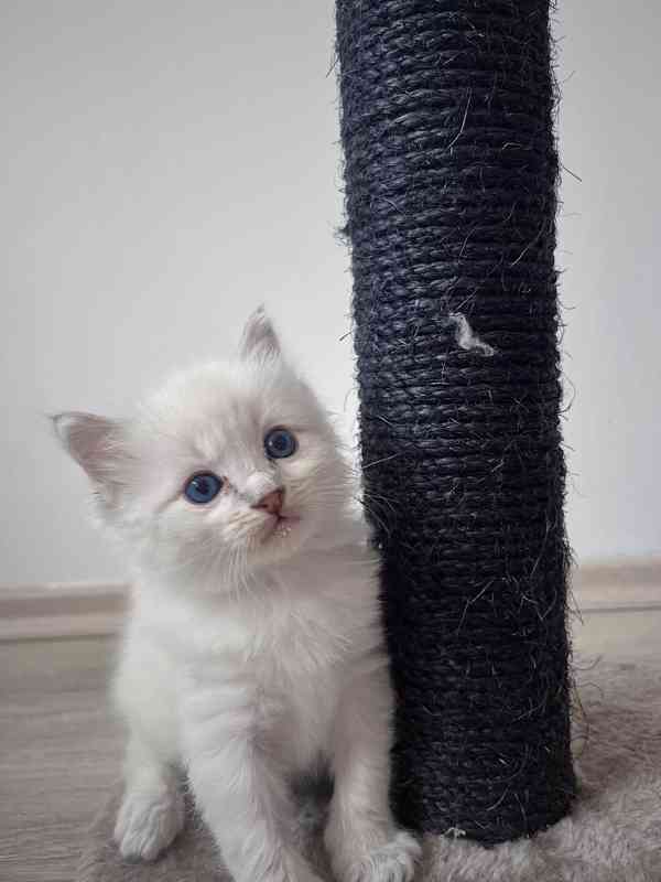 Kocourek plemene RAGDOLL s PP - foto 5