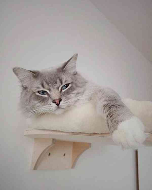 Kocourek plemene RAGDOLL s PP - foto 8