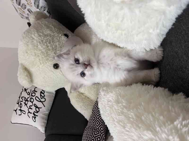 Kocourek plemene RAGDOLL s PP - foto 3