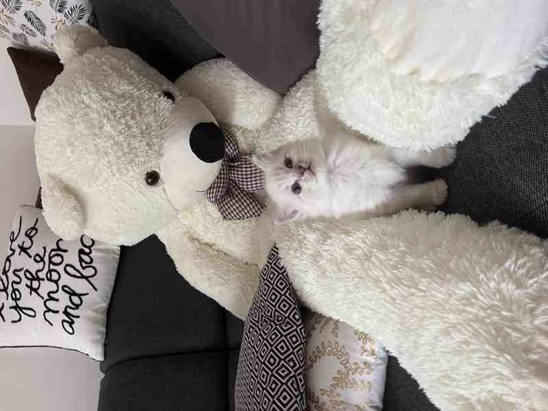 Kocourek plemene RAGDOLL s PP - foto 2