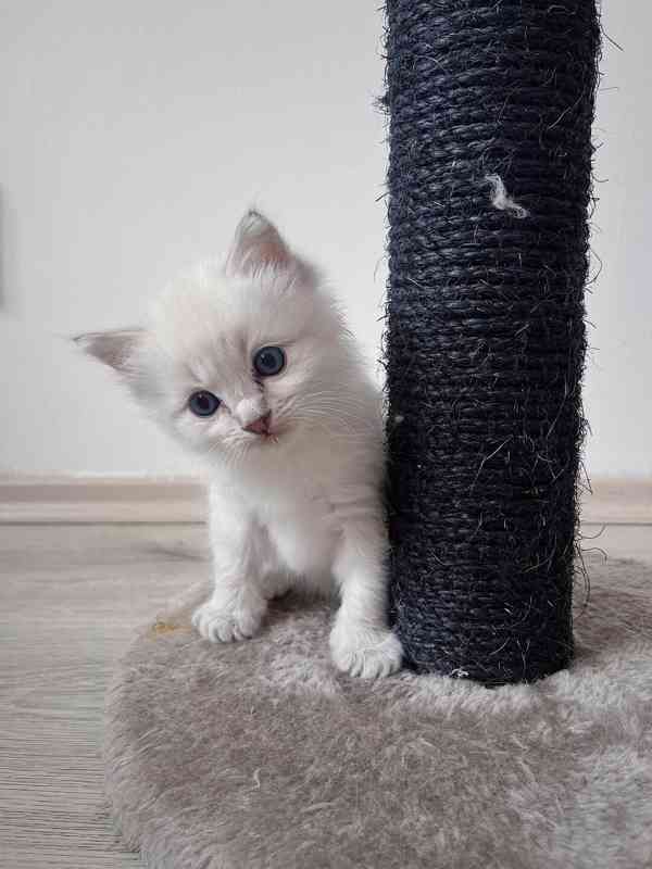 Kocourek plemene RAGDOLL s PP - foto 4