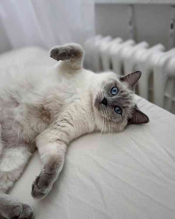 Kocourek plemene RAGDOLL s PP - foto 6