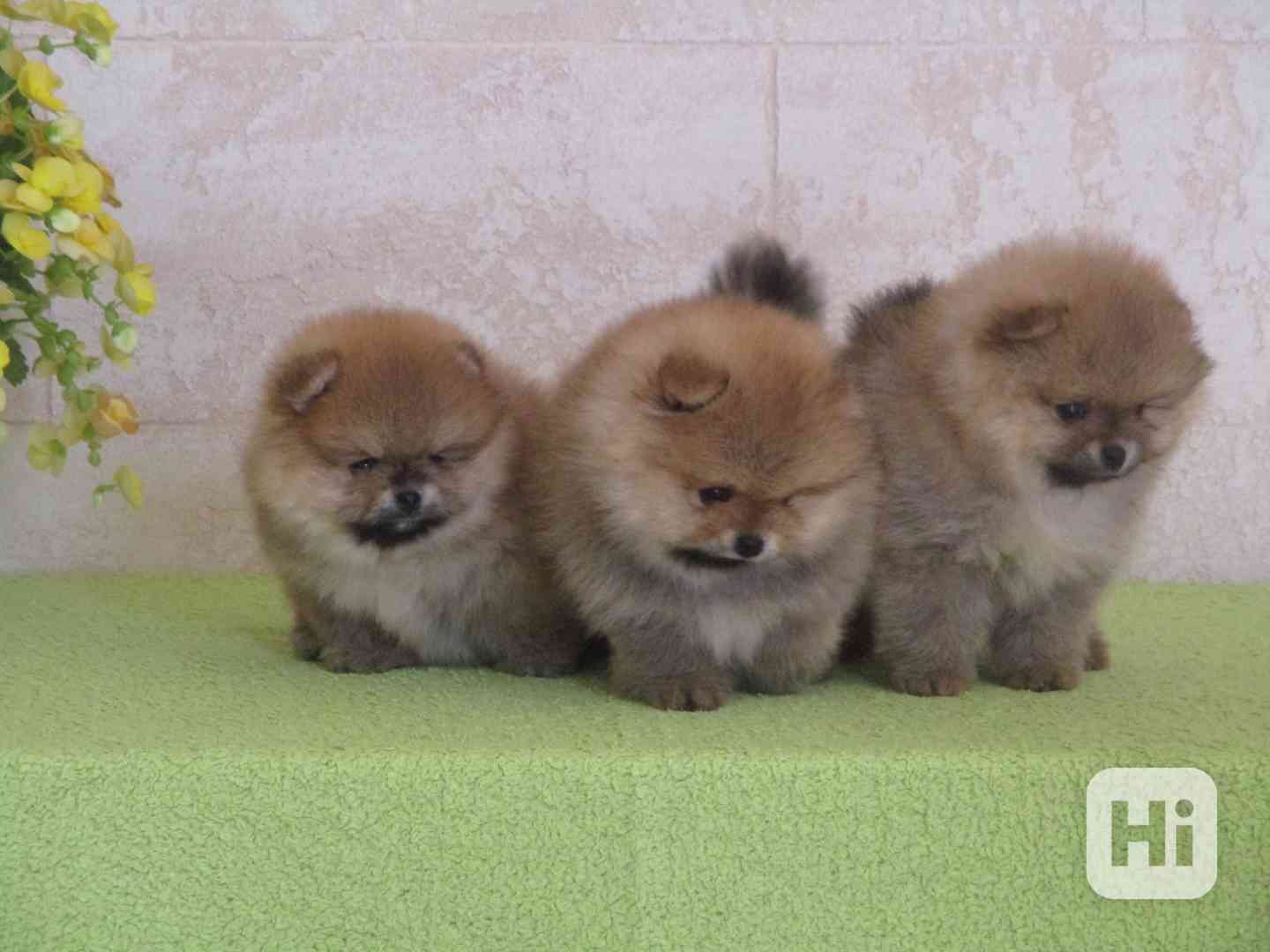 Pomeranian - foto 1