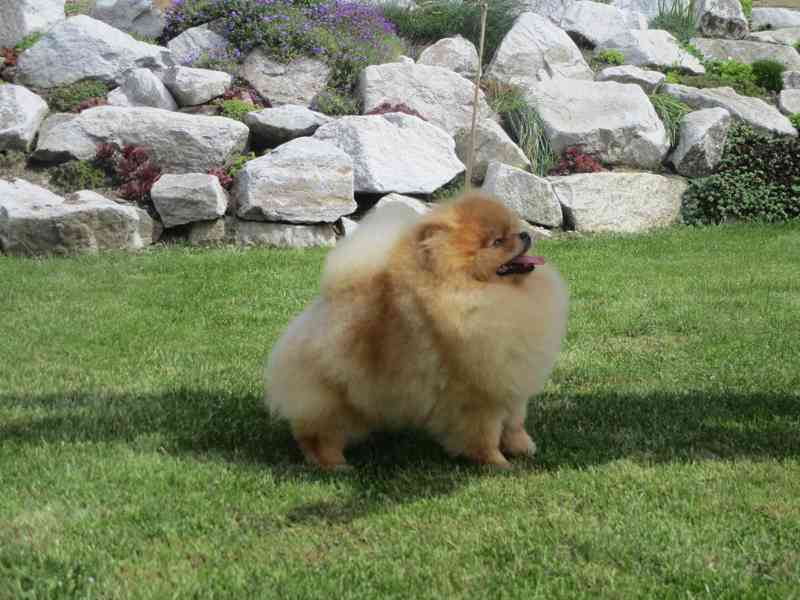 Pomeranian - foto 3