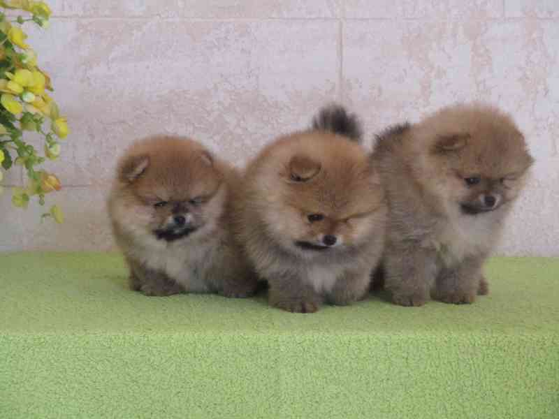 Pomeranian