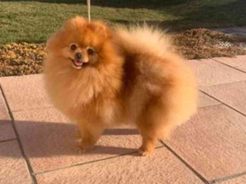 Pomeranian - foto 2