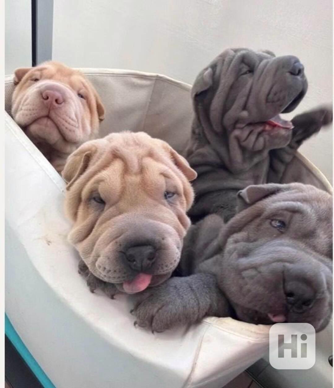 Štěňata šarpejů..napište mi - foto 1