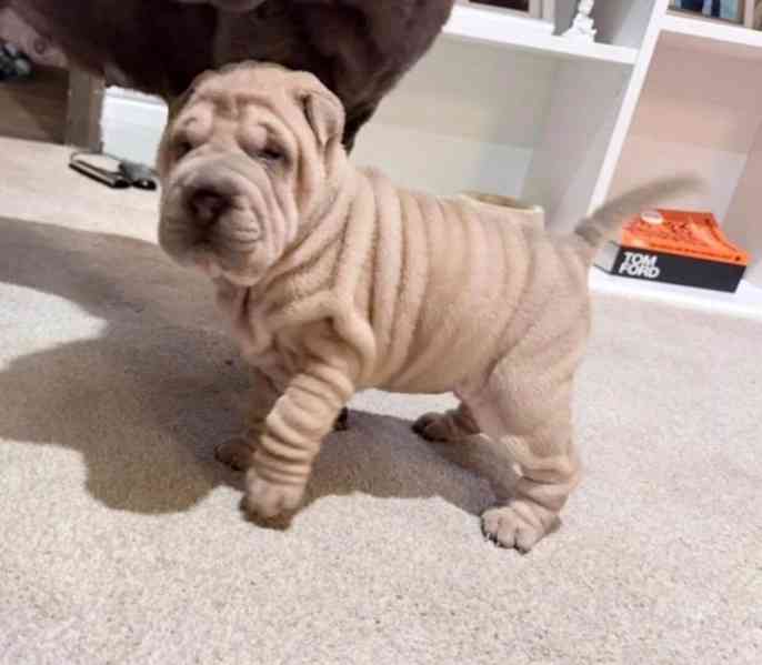 Štěňata šarpejů..napište mi - foto 2