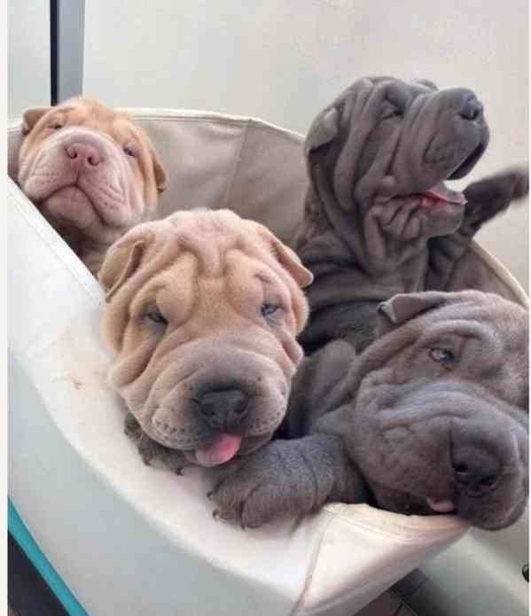 Štěňata šarpejů..napište mi - foto 1