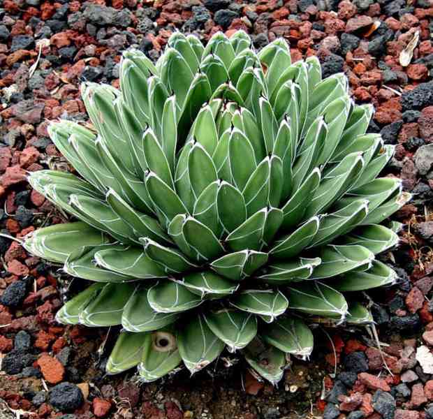 Sazenice Agave victoriae-reginae Huasteca Canyon