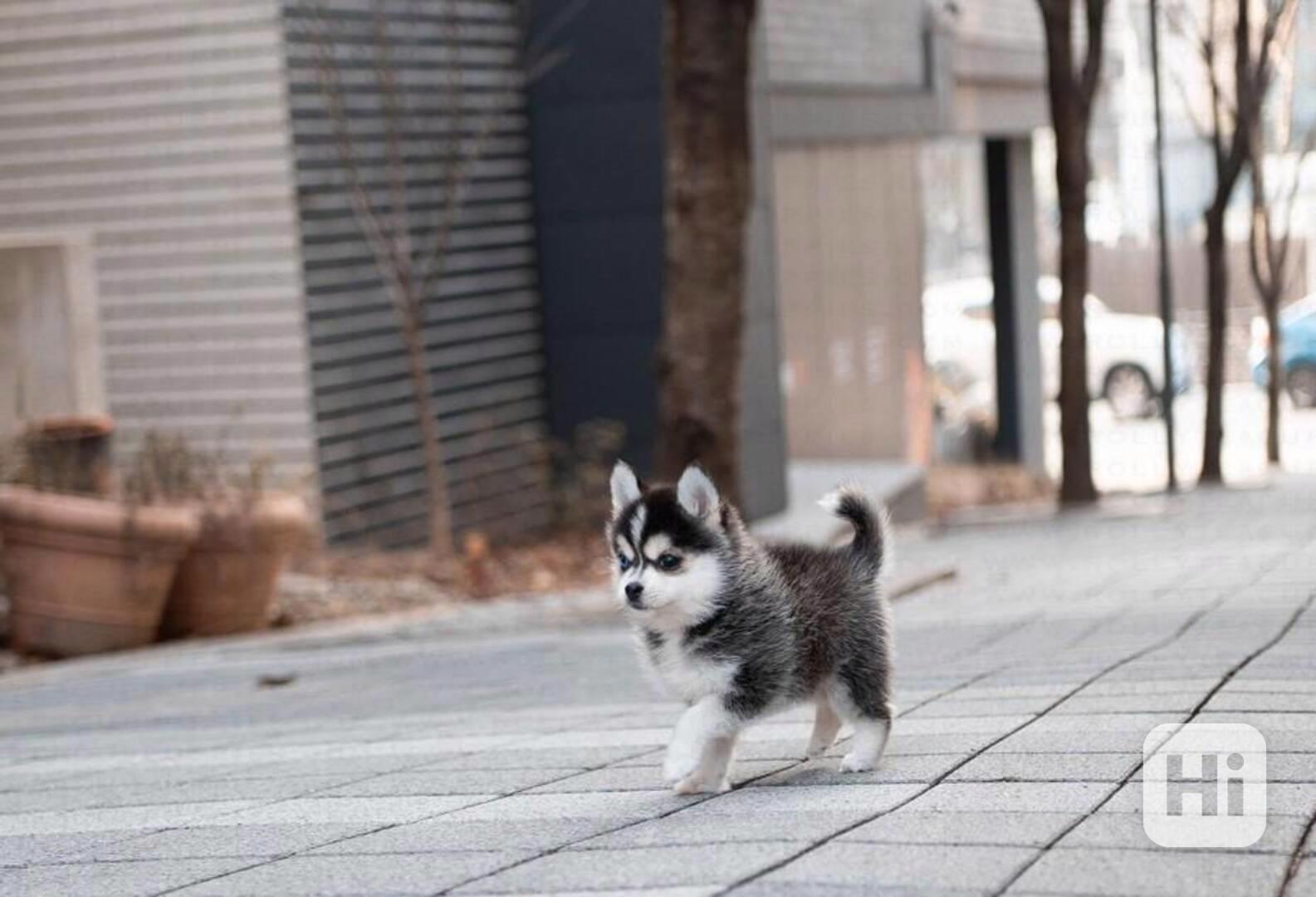 Štěňata čistokrevného sibiřského huskyho k dispozici - foto 1