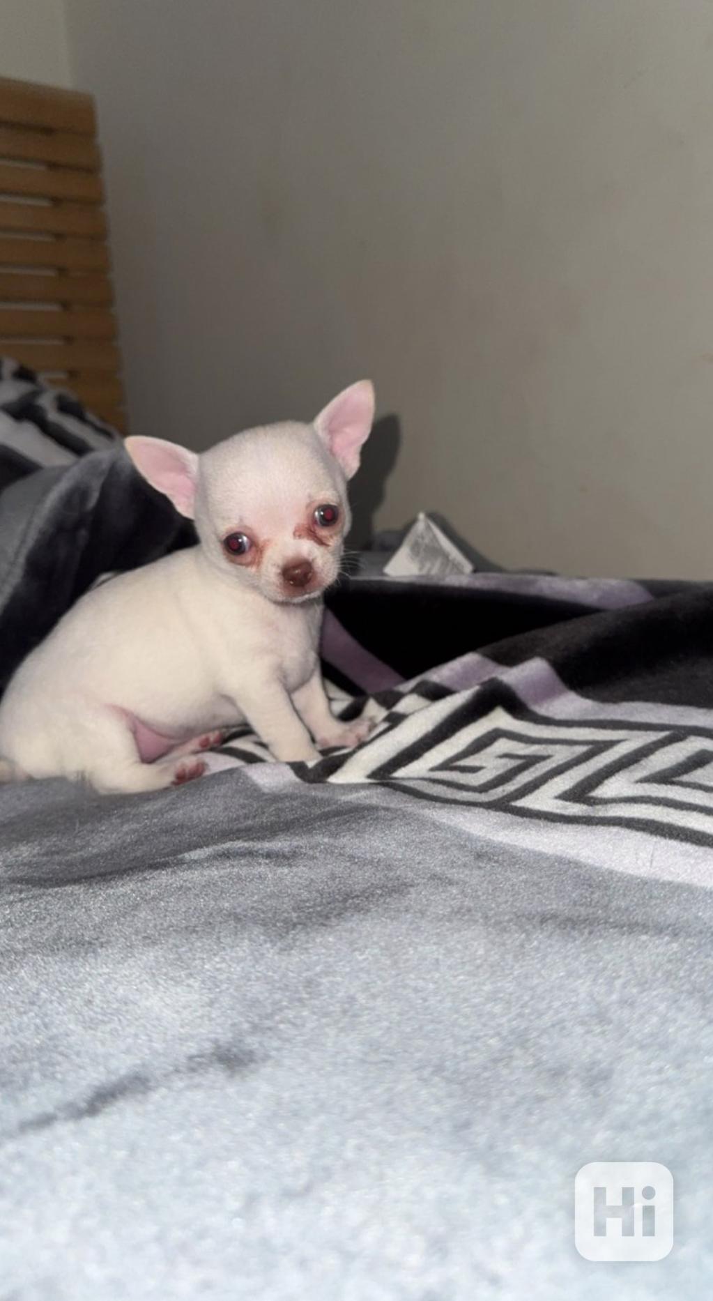 Štěňata čivavy k adopci. - foto 1