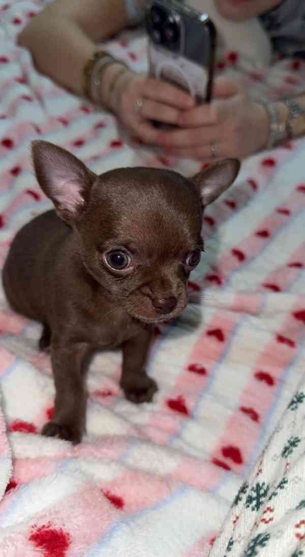 Štěňata čivavy k adopci. - foto 2