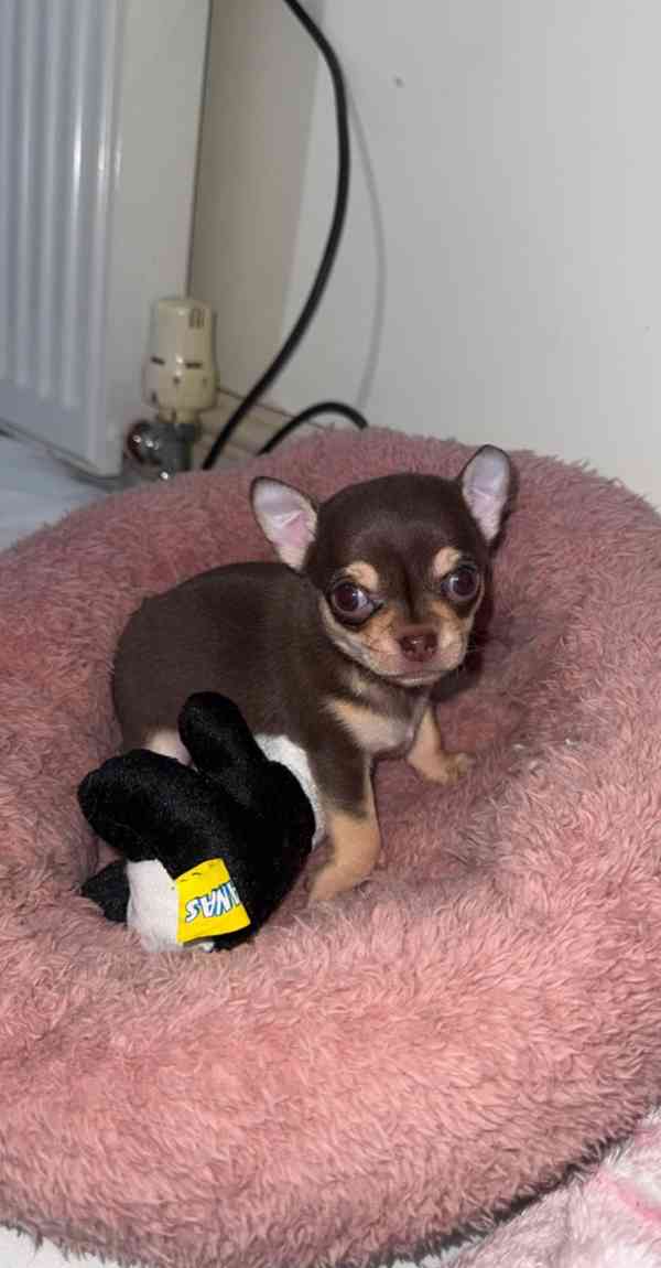 Štěňata čivavy k adopci. - foto 3