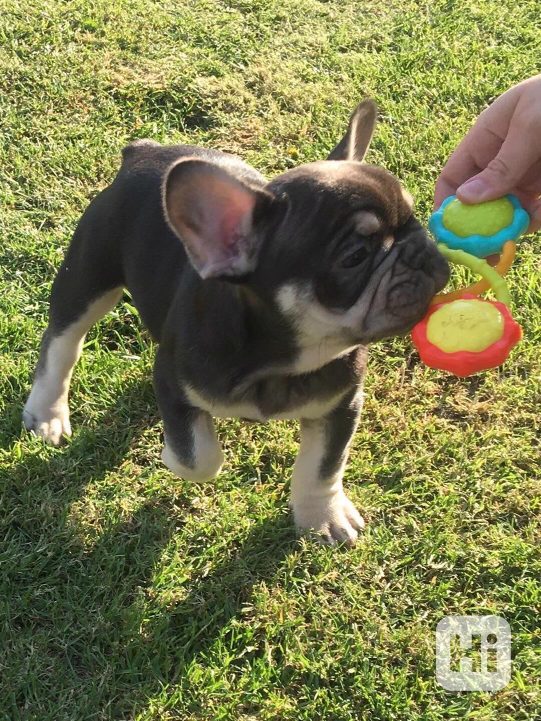 Dvě roztomilá štěňata francouzského buldočka - foto 1