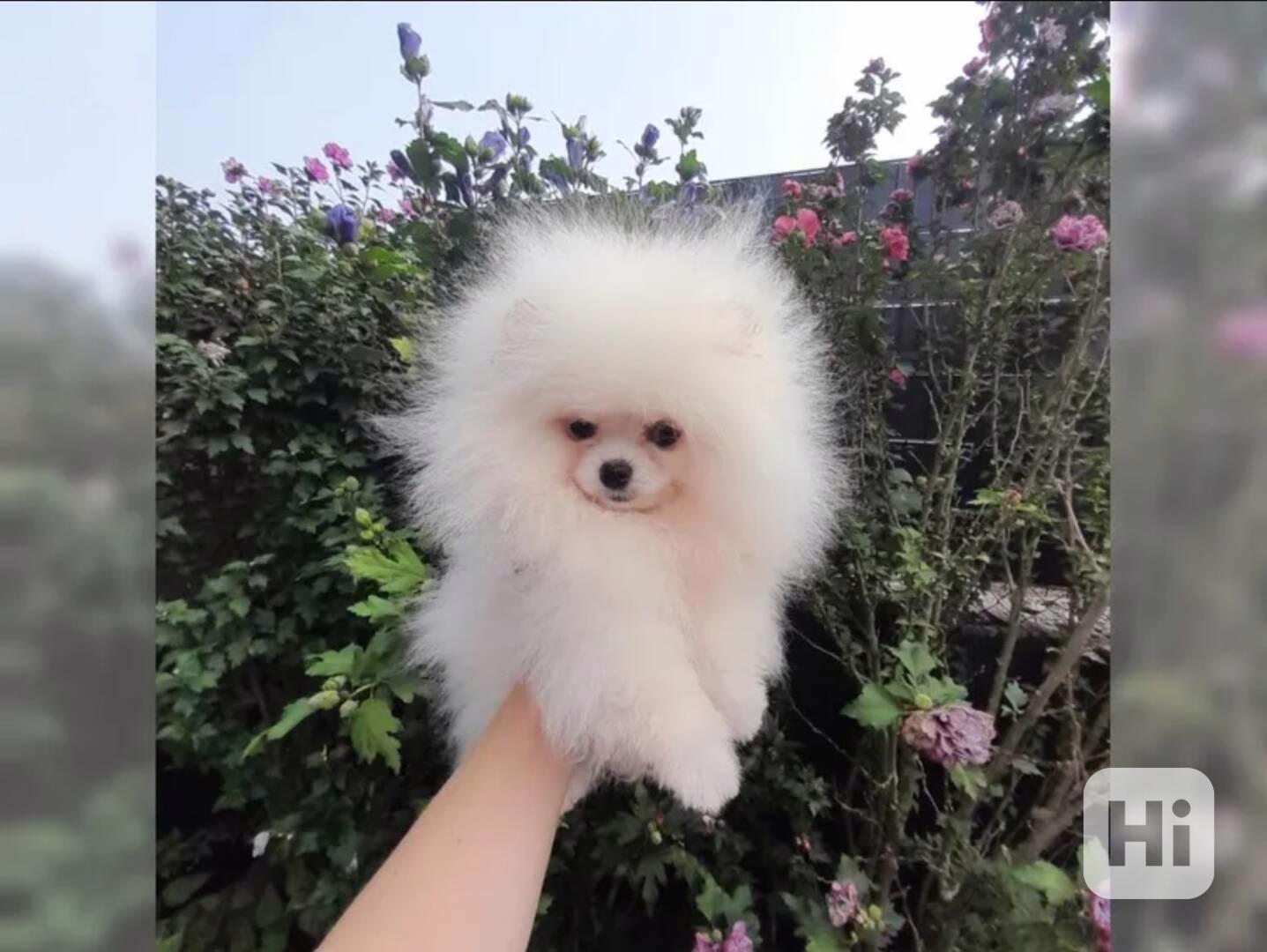 Pomeranian - foto 1