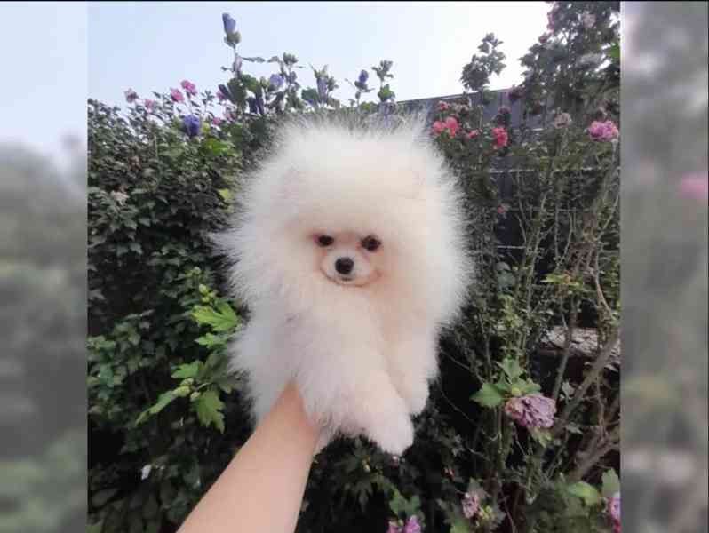 Pomeranian - foto 5