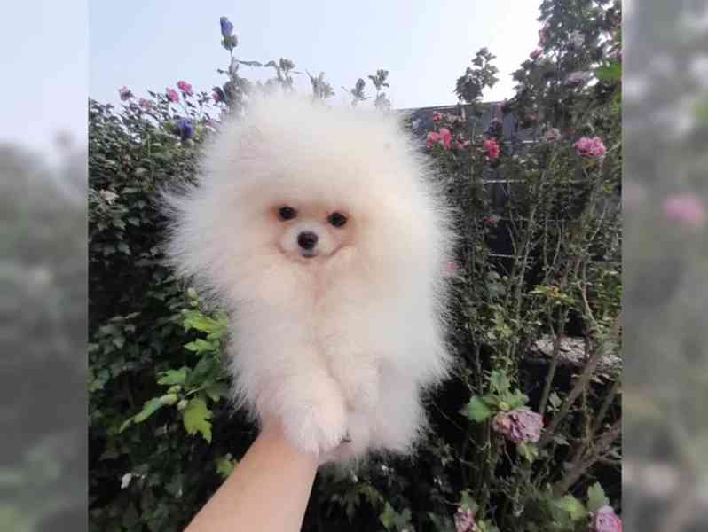 Pomeranian - foto 2