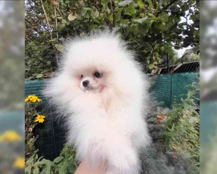 Pomeranian - foto 4