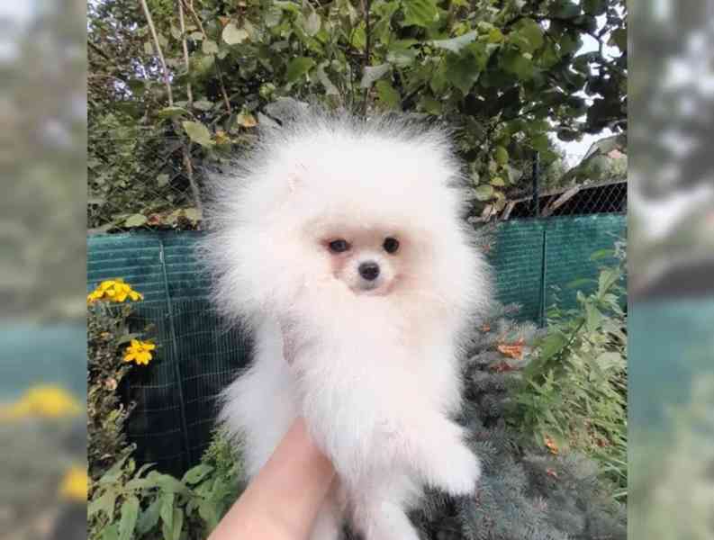 Pomeranian - foto 6