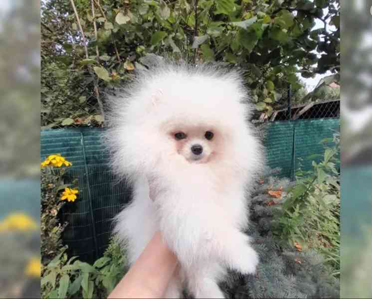 Pomeranian - foto 3