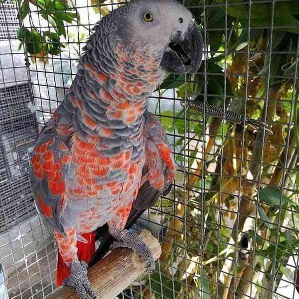 Prodám krásné papoušky arové - foto 1