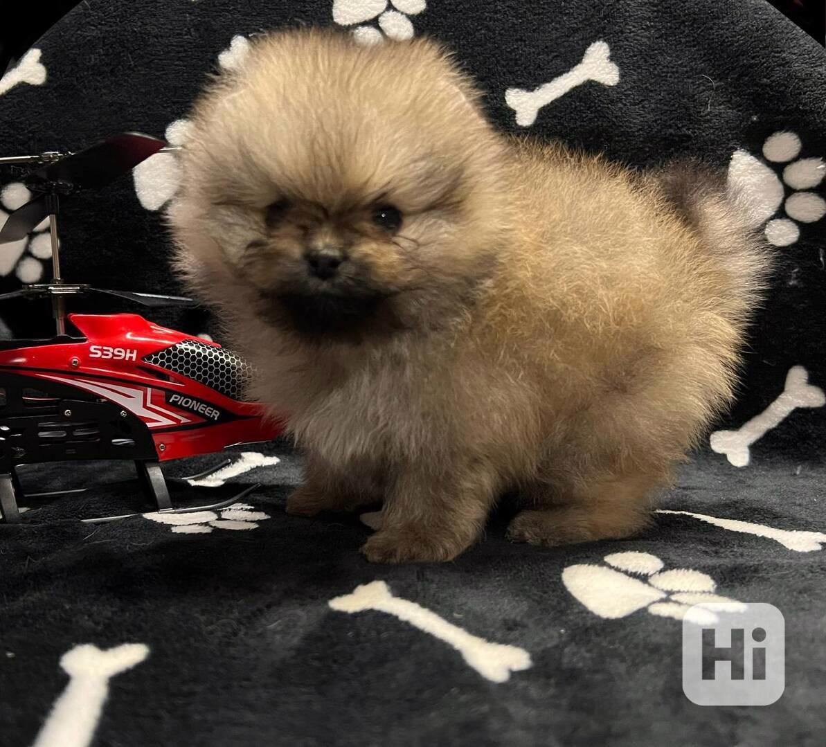 K dispozici jsou zdravá, rozkošná štěňata pomeranianů - foto 1