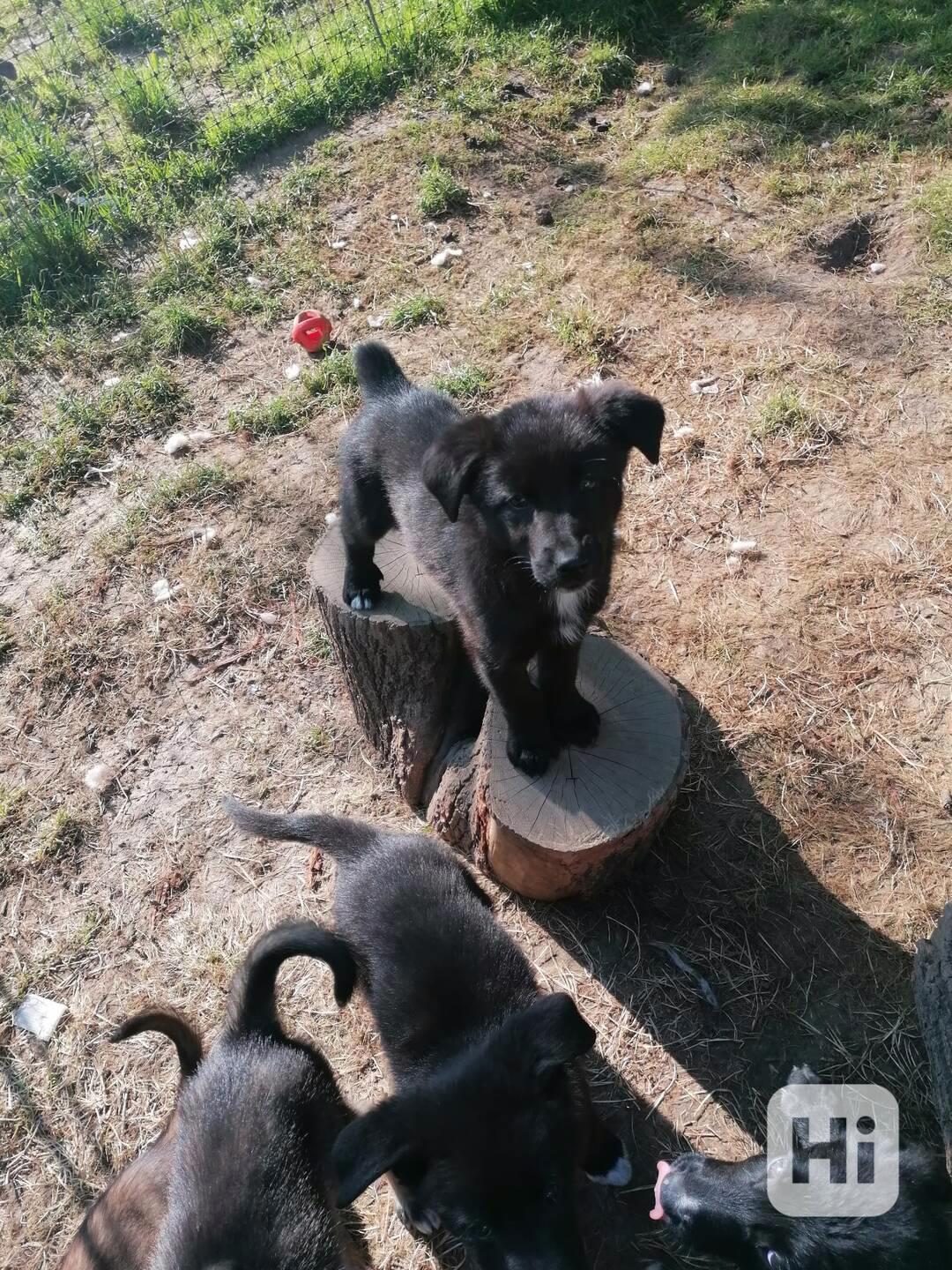 Štěňata belgický ovčák se středoasijským pasteveckým psem - foto 1
