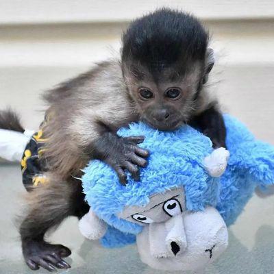 Roztomilé a dobře vycvičené opice k adopci.