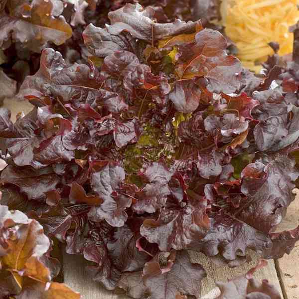semena salát listový Redin - foto 1