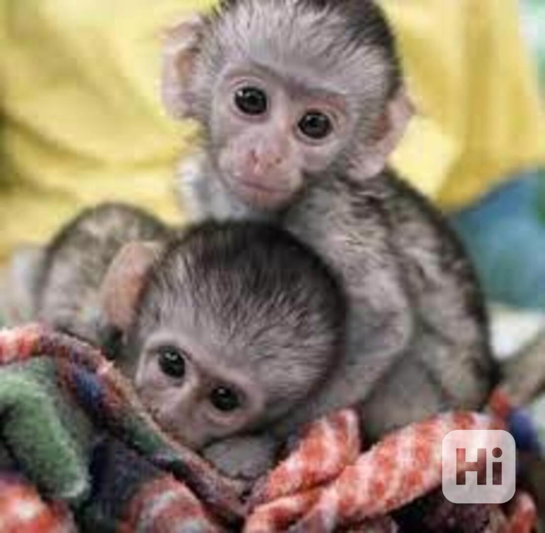  Nádherné kapucínské opice na prodej - foto 1