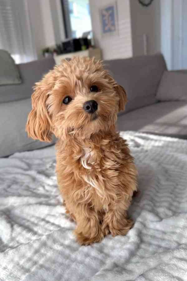 Štěňata toy pudla.