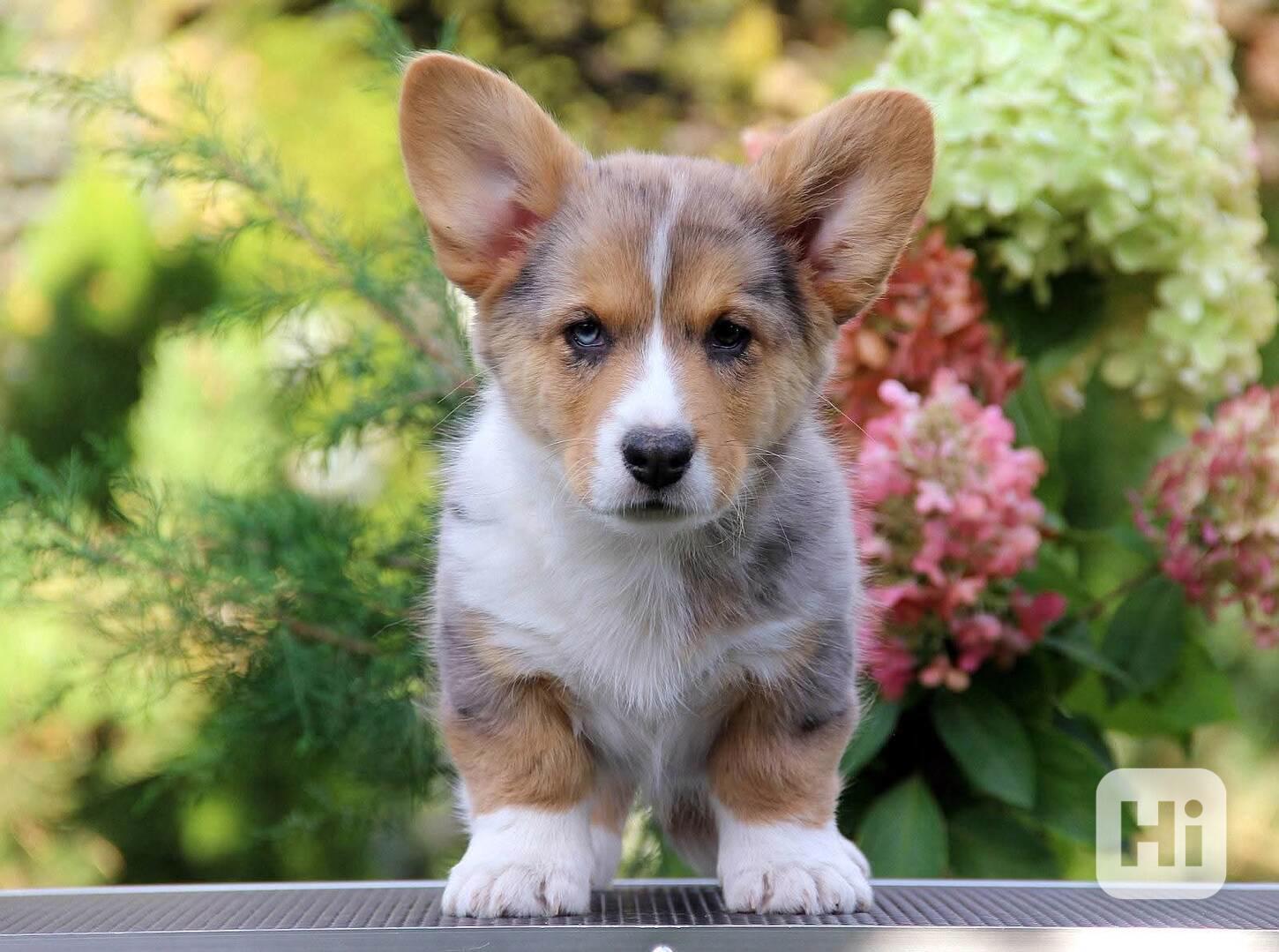 Štěňata velšského corgi pembroke - foto 1