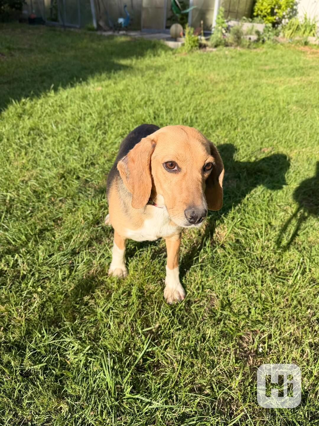 Bígl , Beagle fenka  - foto 1