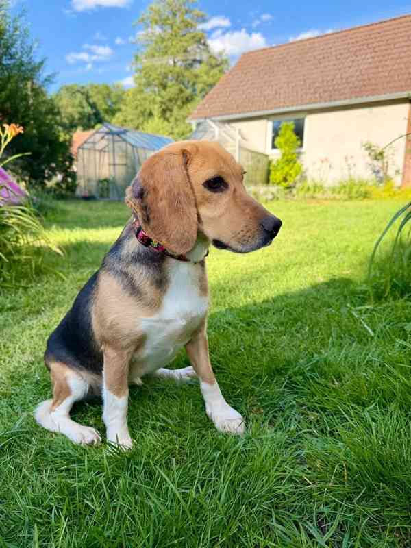 Bígl , Beagle fenka  - foto 4